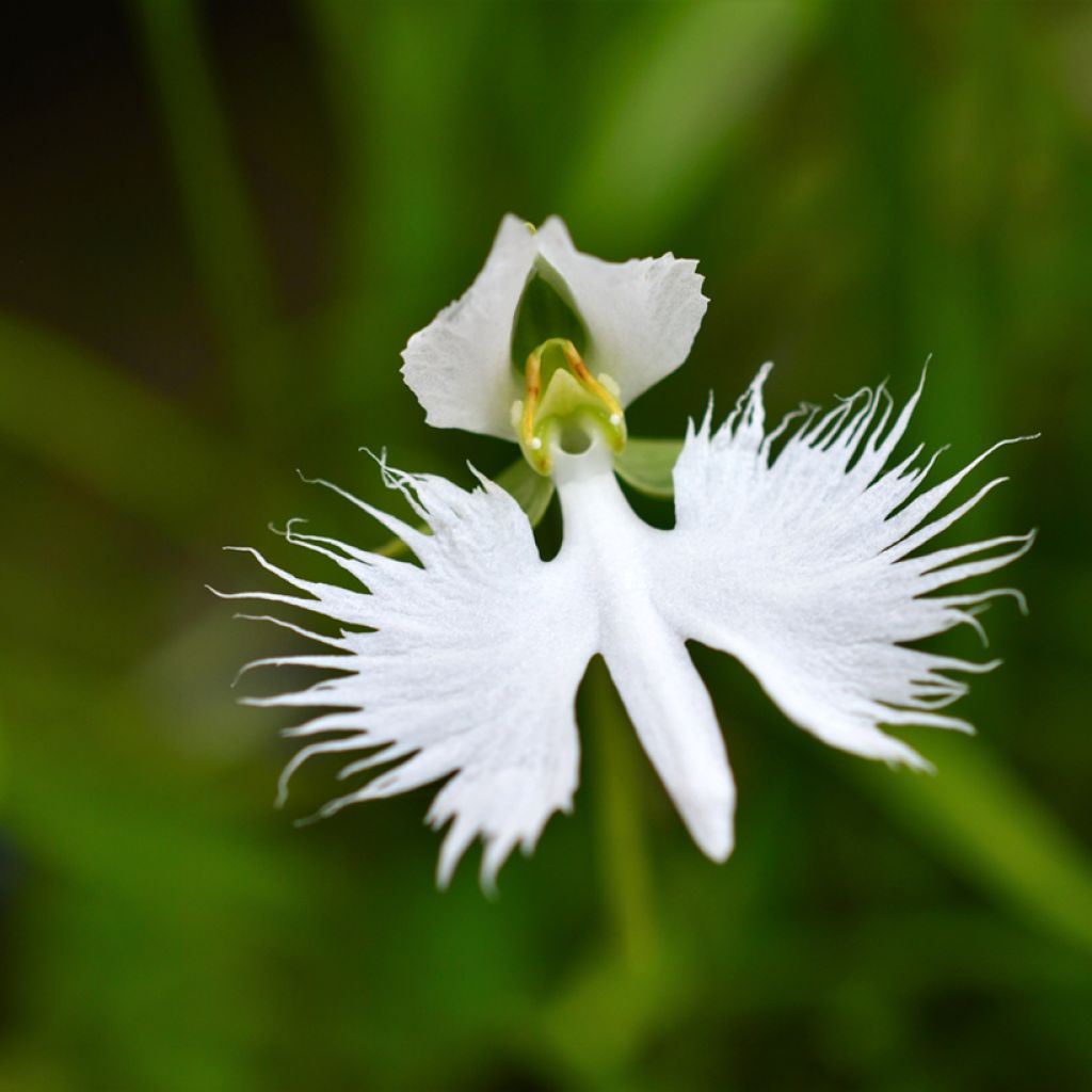 Hebenaria radiata - Weiße Vogelblume