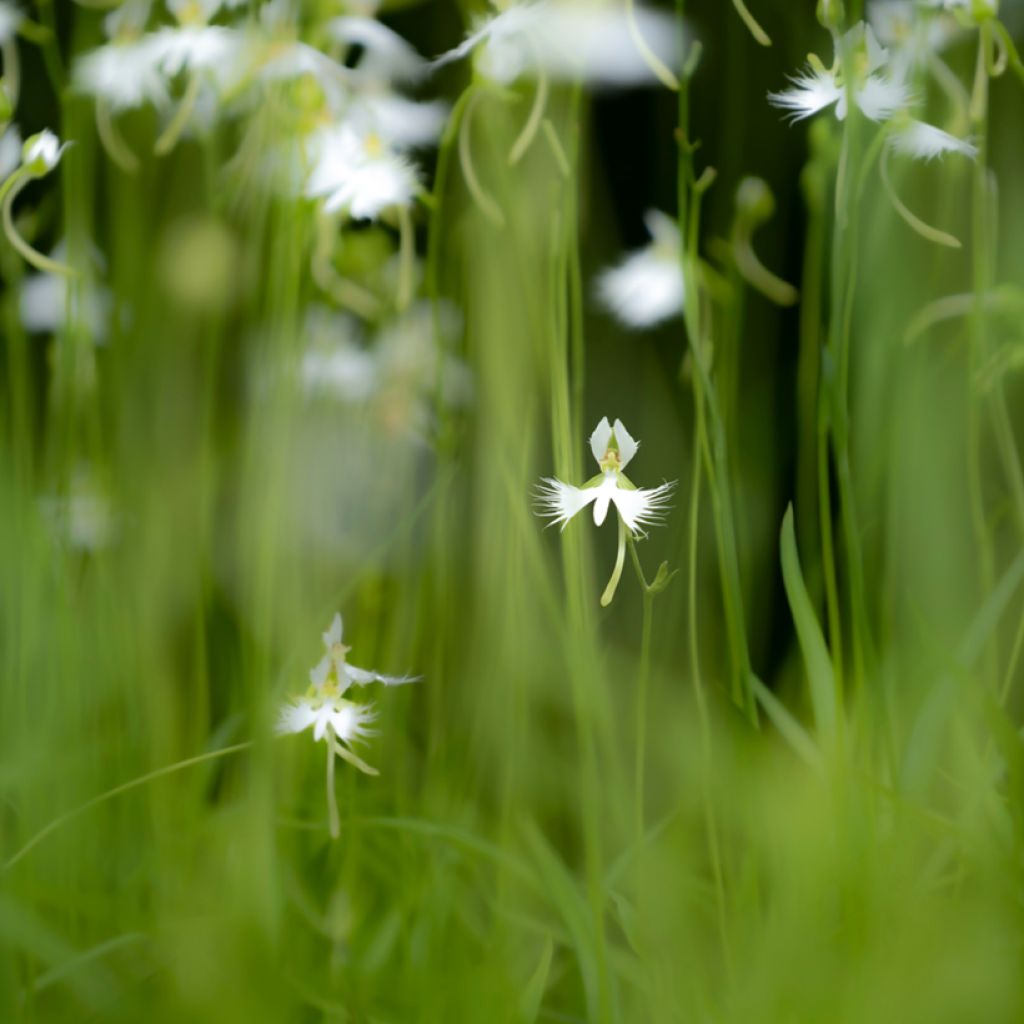 Hebenaria radiata - Weiße Vogelblume