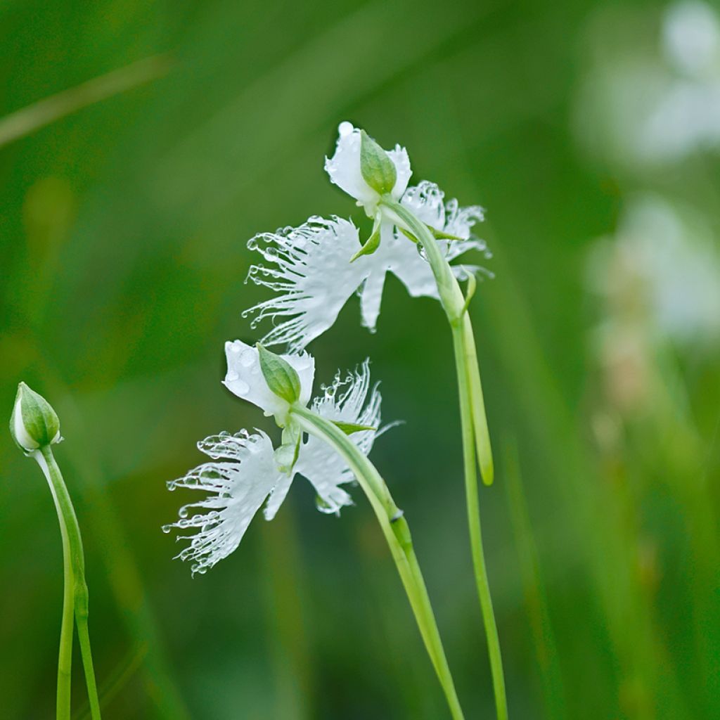 Hebenaria radiata - Weiße Vogelblume