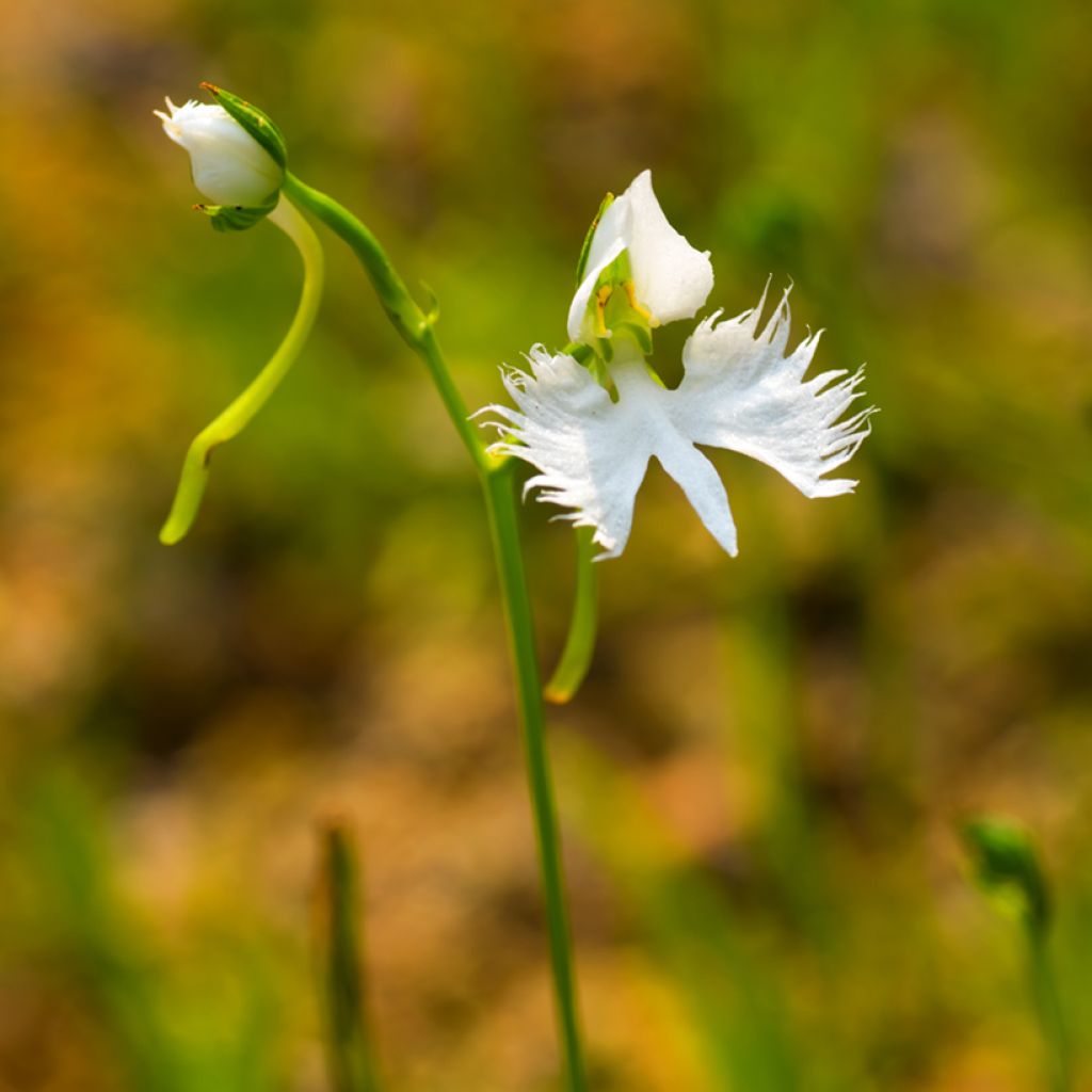 Hebenaria radiata - Weiße Vogelblume