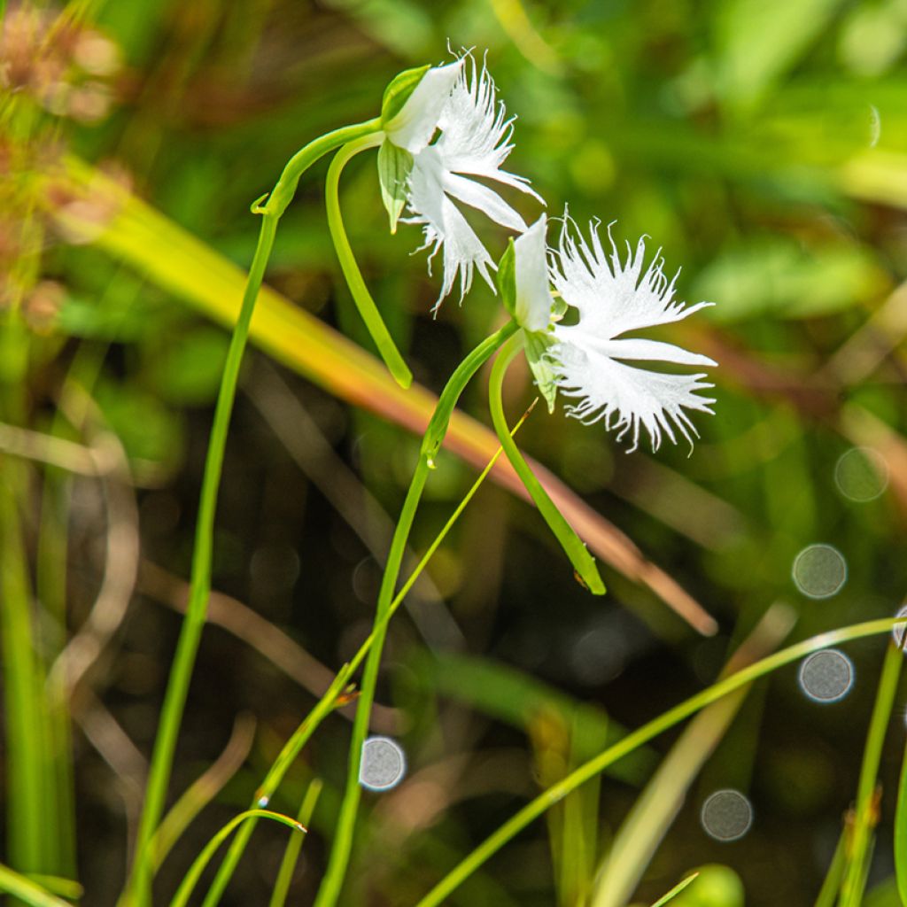 Hebenaria radiata - Weiße Vogelblume