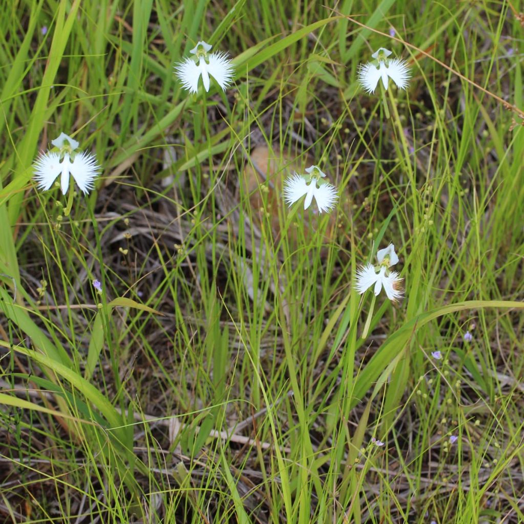 Hebenaria radiata - Weiße Vogelblume