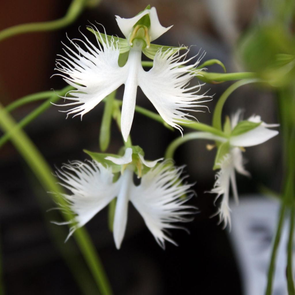 Hebenaria radiata - Weiße Vogelblume