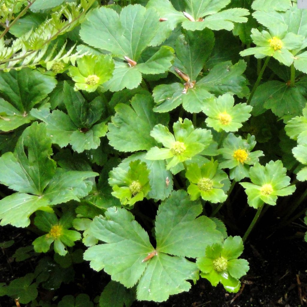 Hacquetia epipactis - Schaftdolde