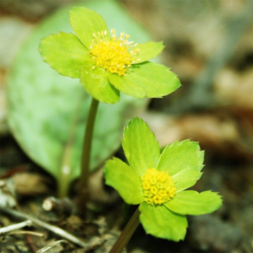 Hacquetia epipactis - Schaftdolde