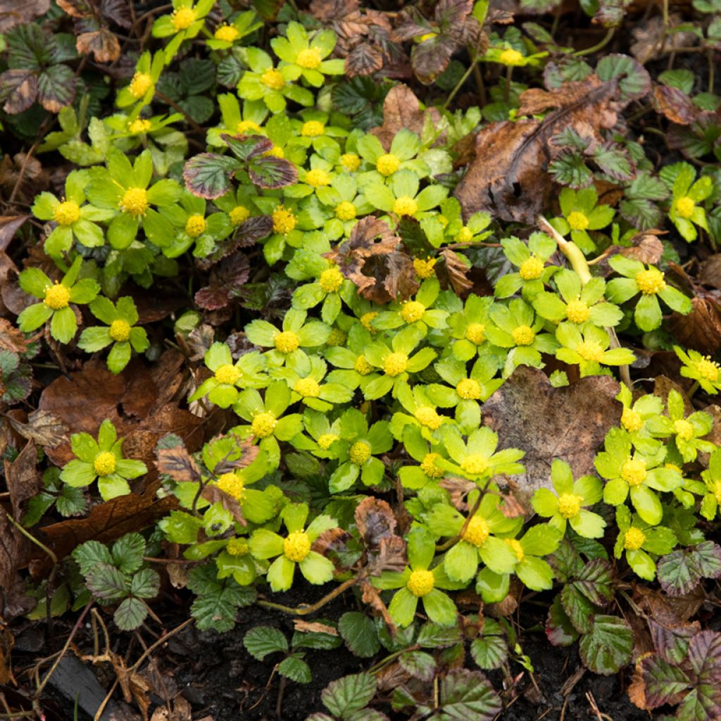 Hacquetia epipactis - Schaftdolde