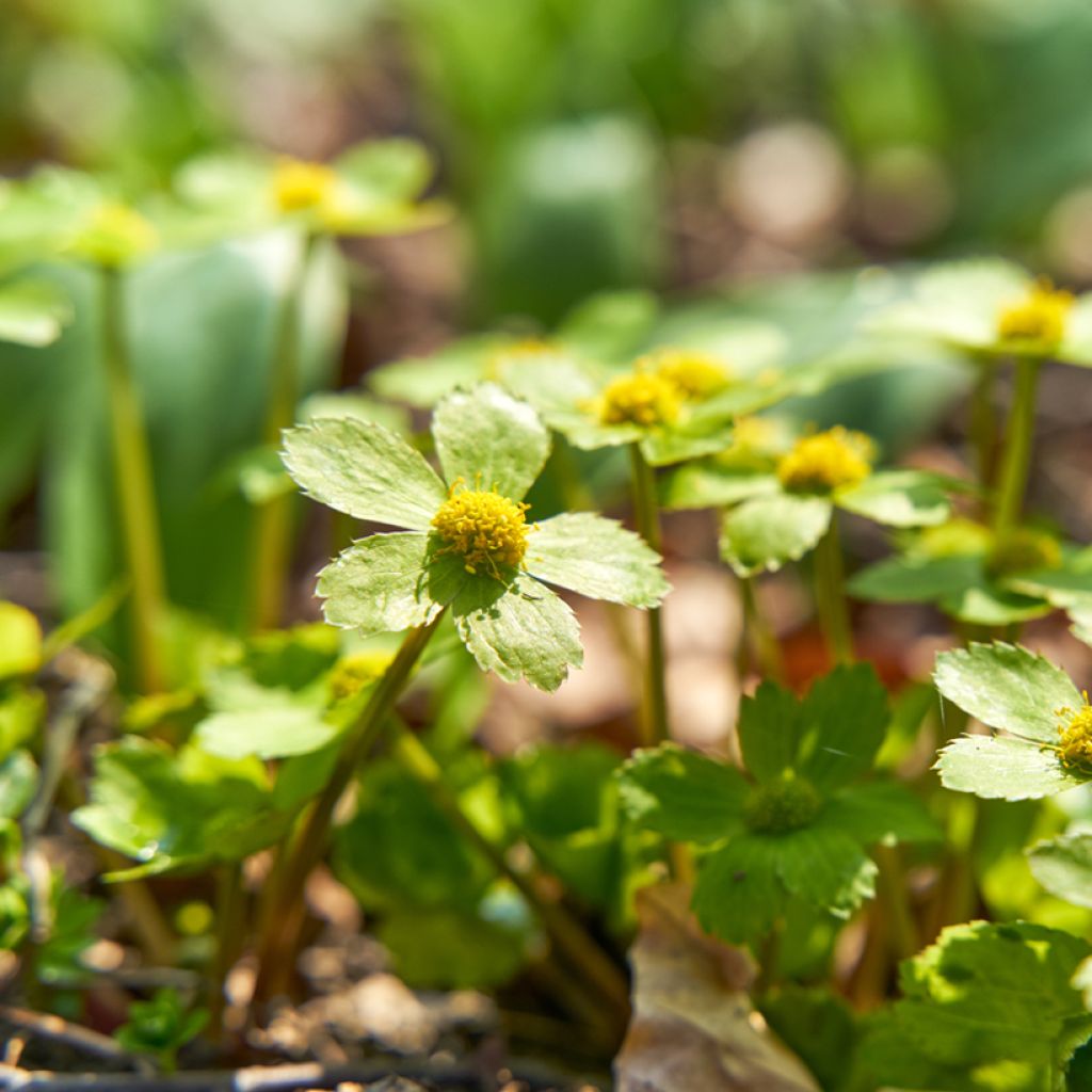 Hacquetia epipactis - Schaftdolde