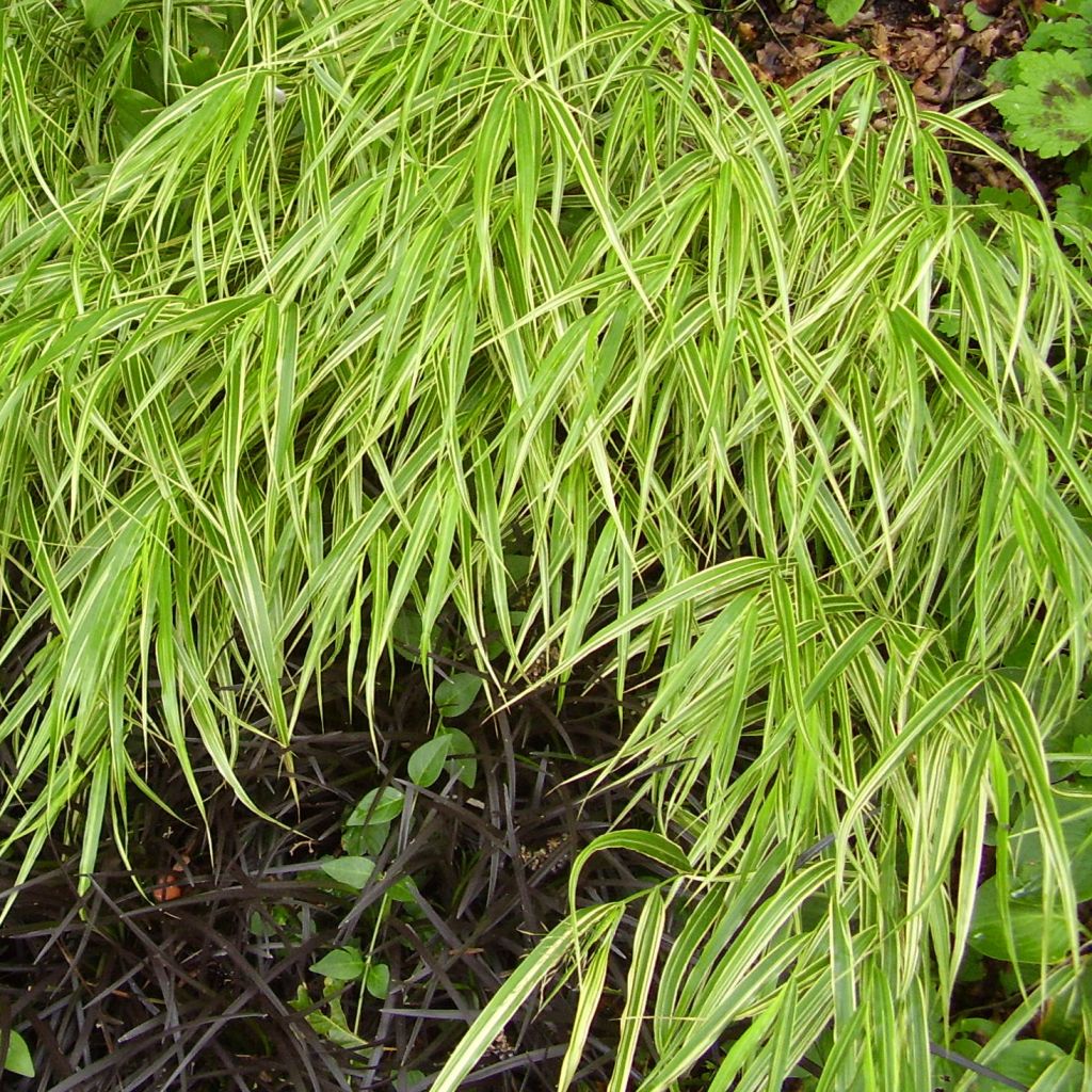 Hakonechloa macra Albostriata - Japangras