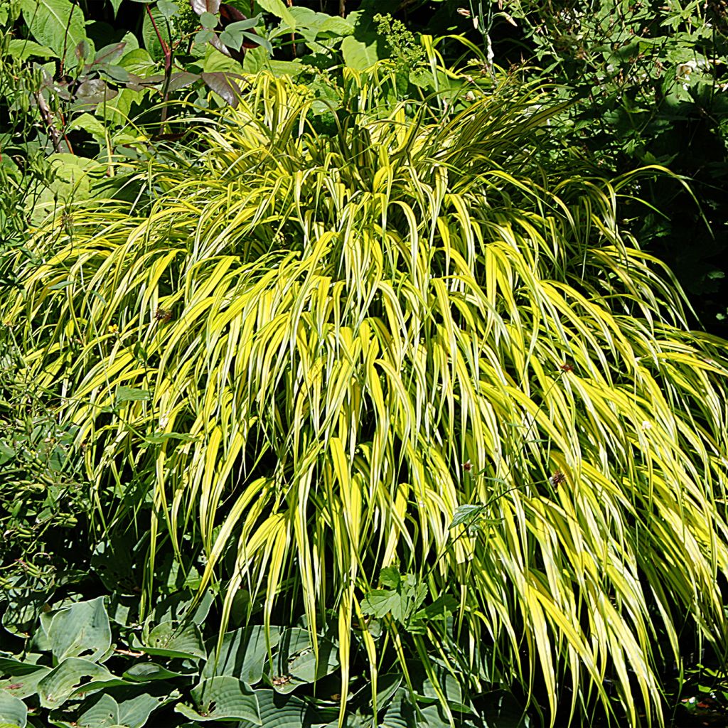 Hakonechloa macra Aureola - Japangras