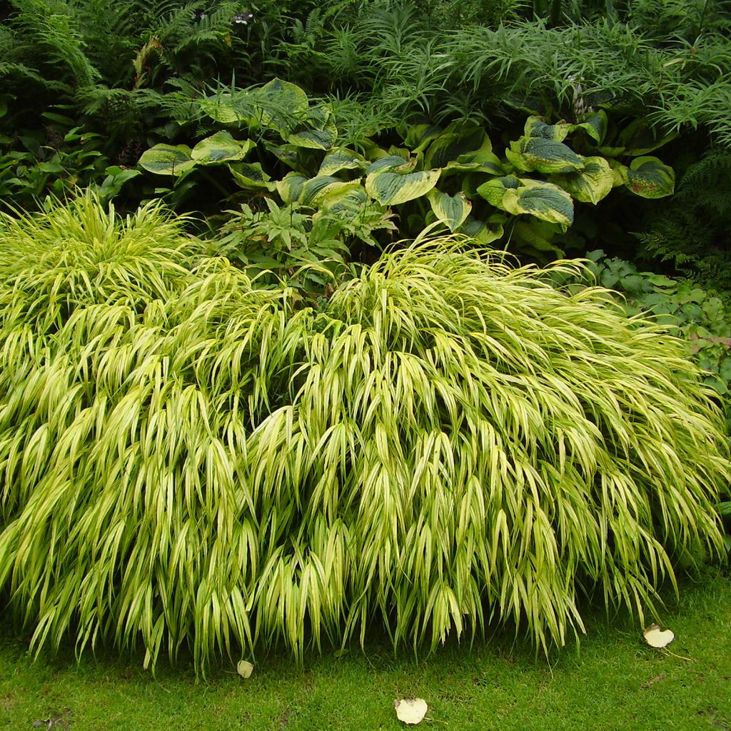 Hakonechloa macra Aureola - Japangras