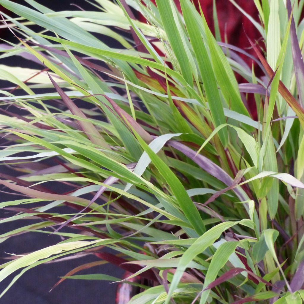 Hakonechloa macra Beni-Kaze - Herbe du Japon