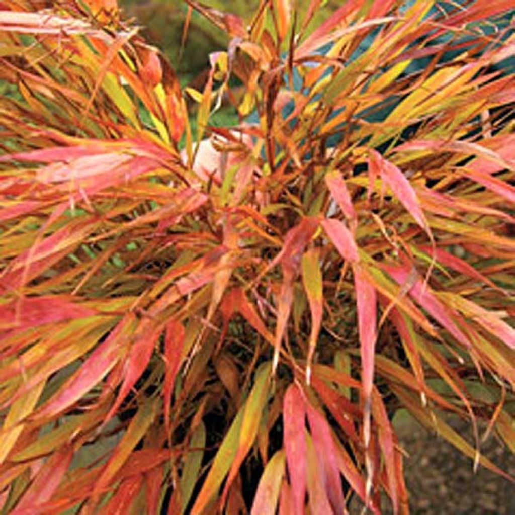 Hakonechloa macra Nicolas - Japangras