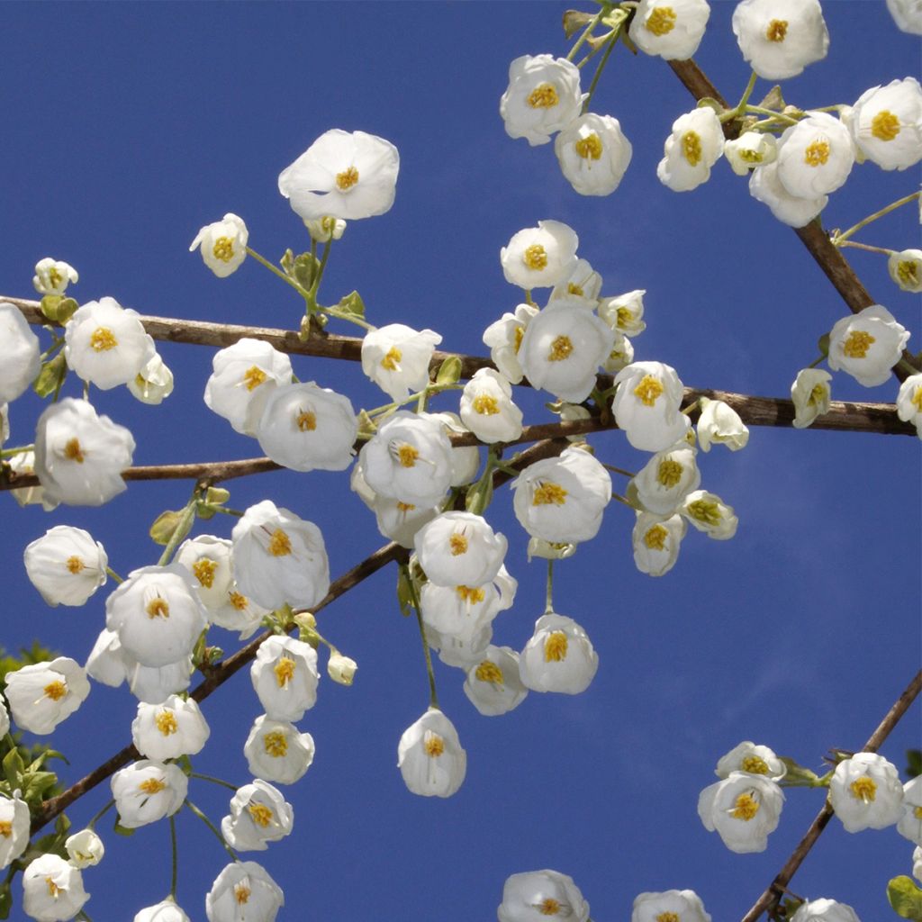 Halesia carolina UConn - Arbre aux cloches d'argent