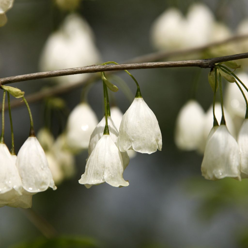 Halesia carolina var. monticola - Schneeglöckchenbaum