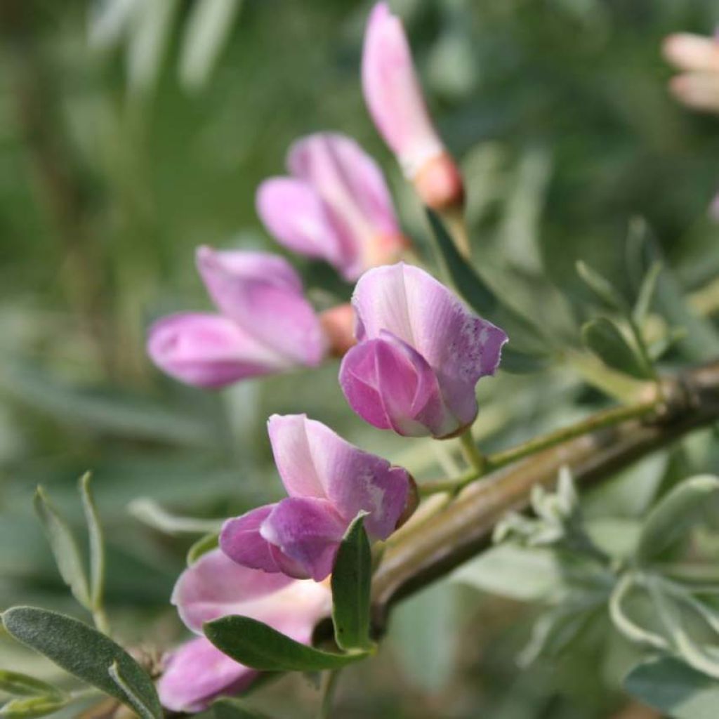 Halimodendron halodendron - Salzstrauch