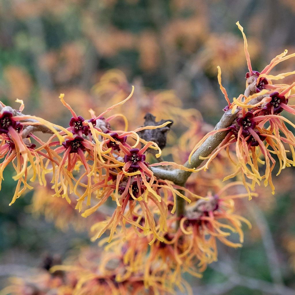 Zaubernuss Jelena - Hamamelis intermedia