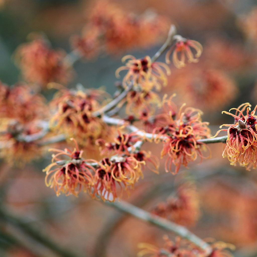 Zaubernuss Jelena - Hamamelis intermedia