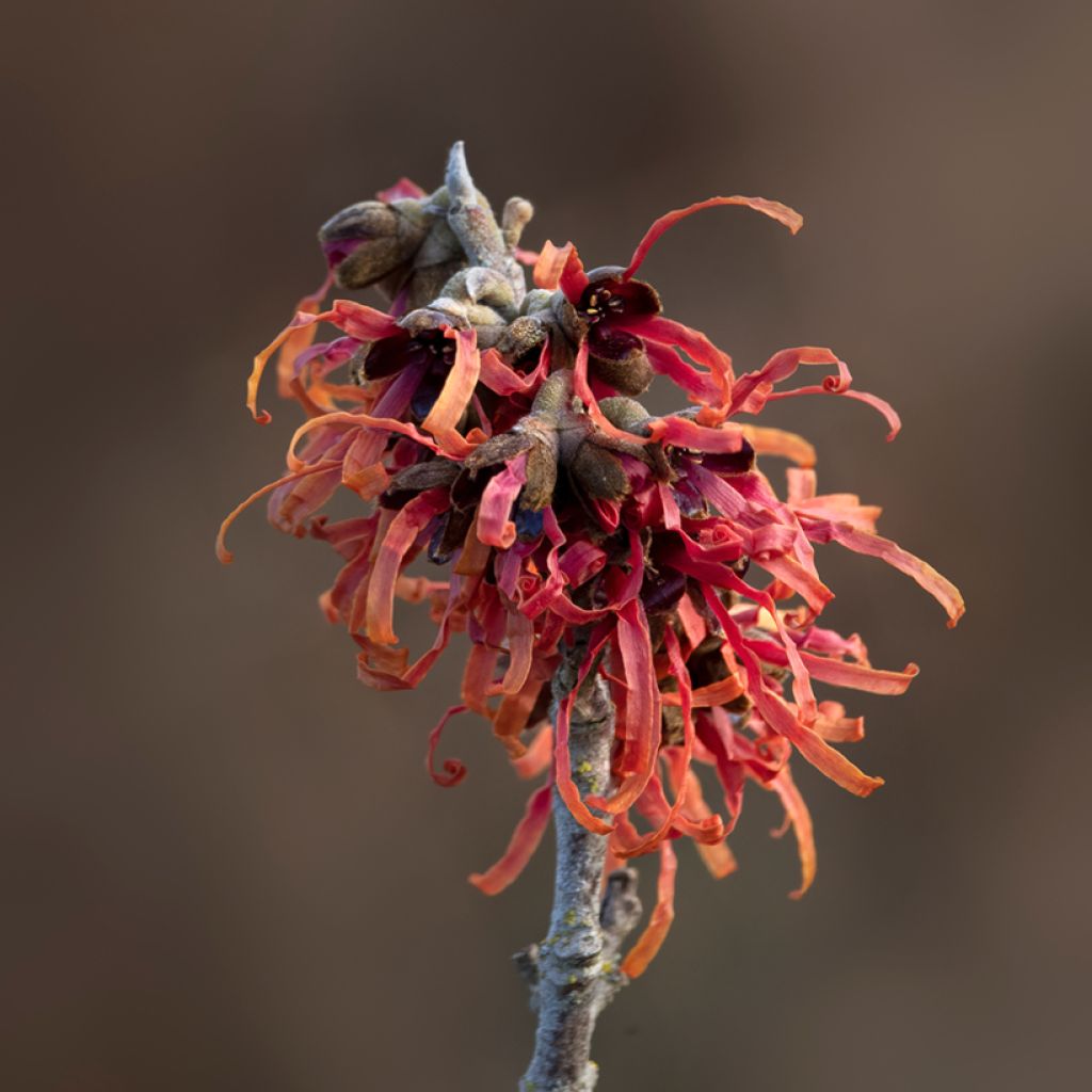 Zaubernuss Diane - Hamamelis intermedia