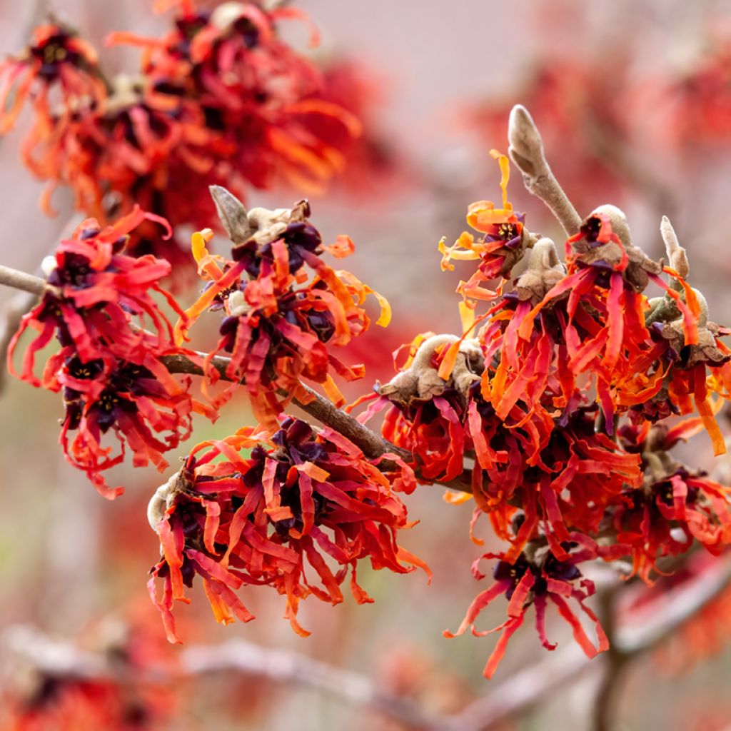 Zaubernuss Diane - Hamamelis intermedia