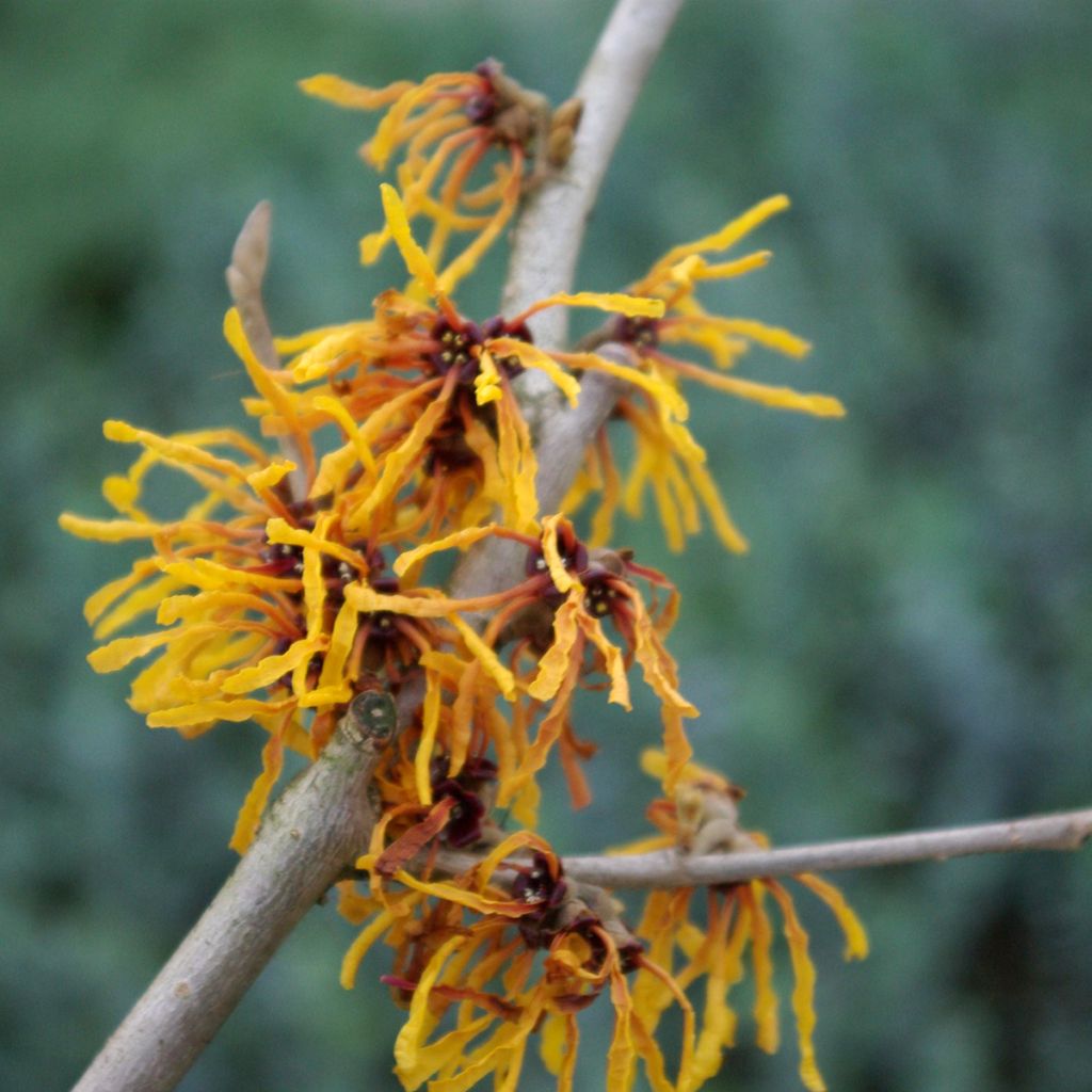 Zaubernuss Orange Peel - Hamamelis intermedia