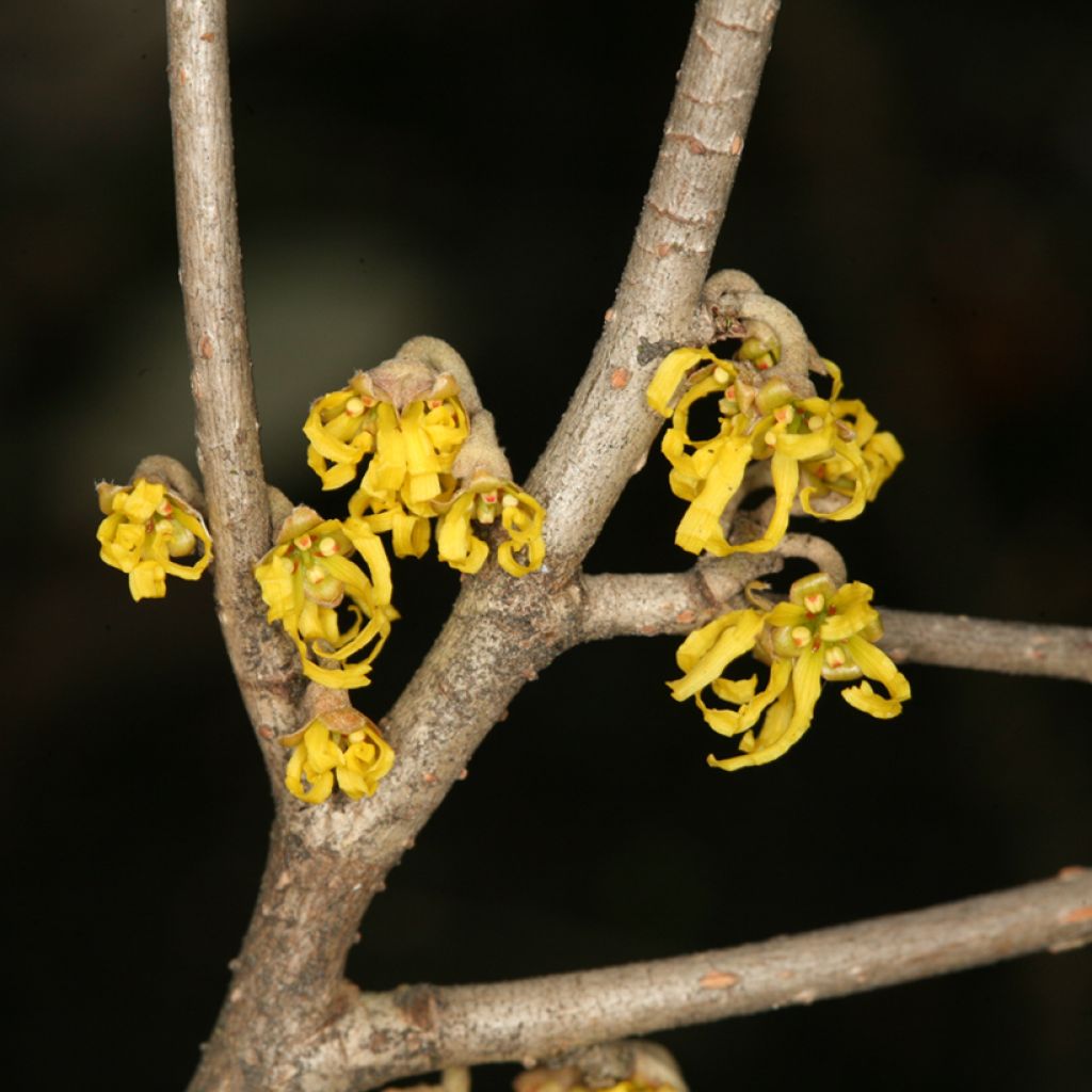 Japanische Zaubernuss Zuccariniana - Hamamelis japonica