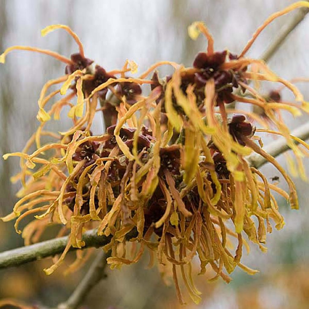 Chinesische Zaubernuss Pallida - Hamamelis mollis