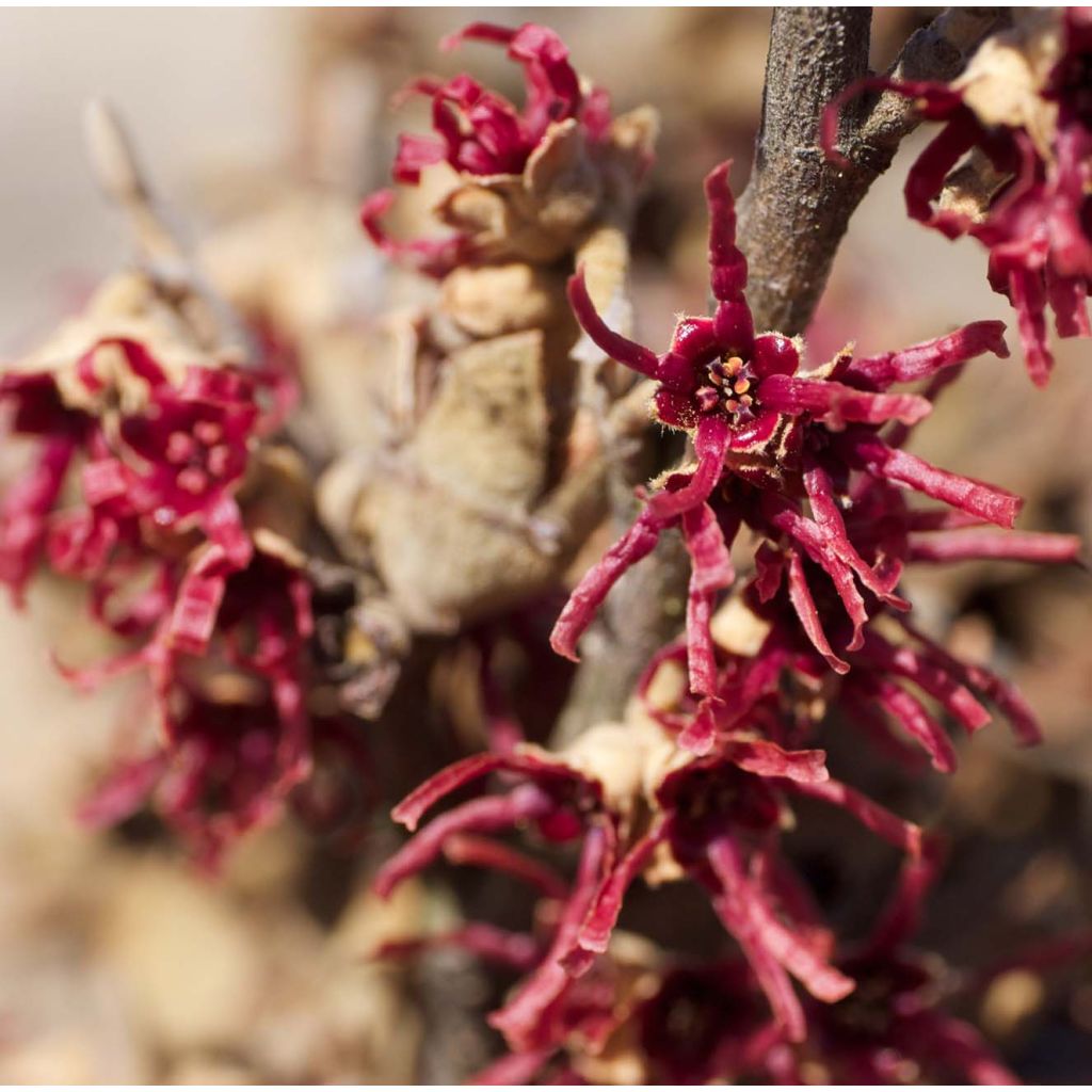 Frühlings-Zaubernuss Amethyst - Hamamelis vernalis