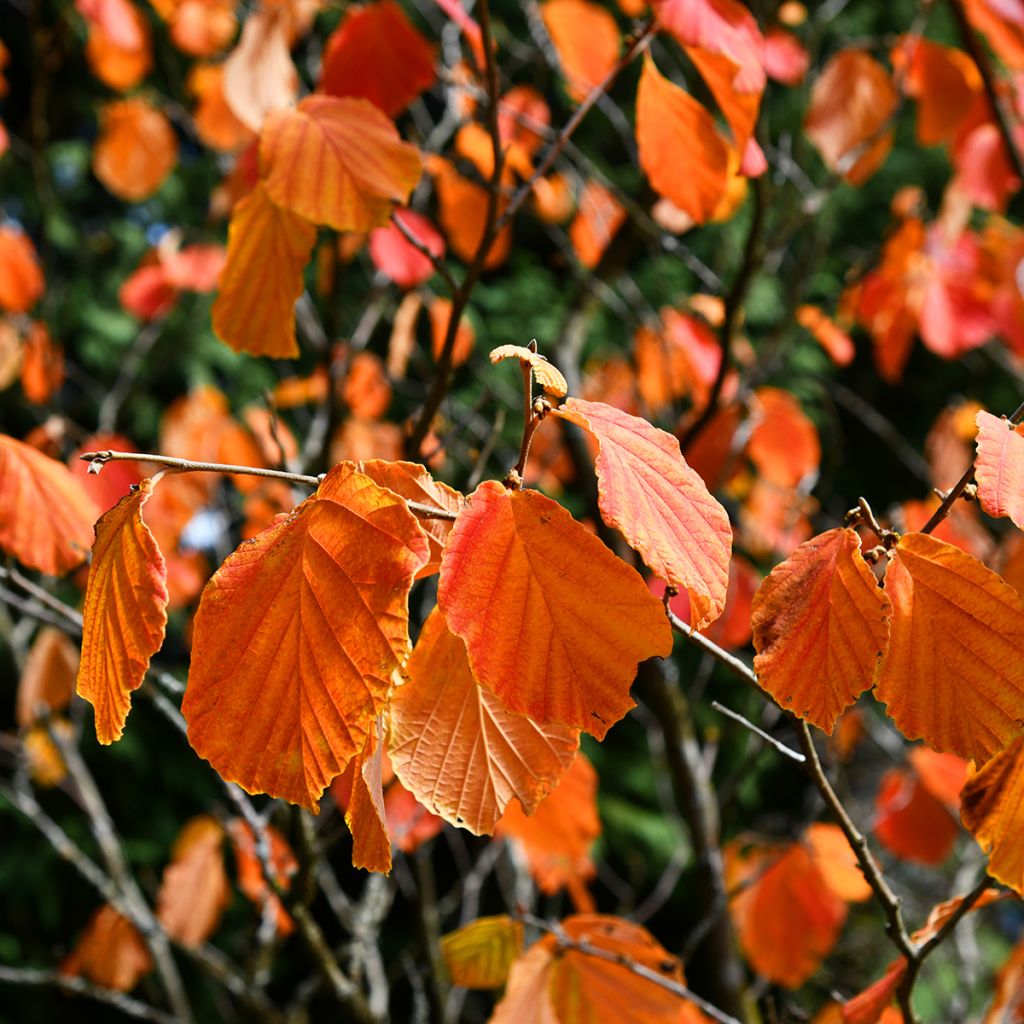 Virginische Zaubernuss - Hamamelis virginiana