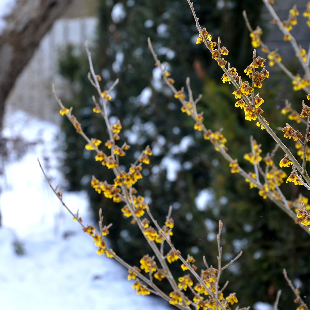 Virginische Zaubernuss - Hamamelis virginiana