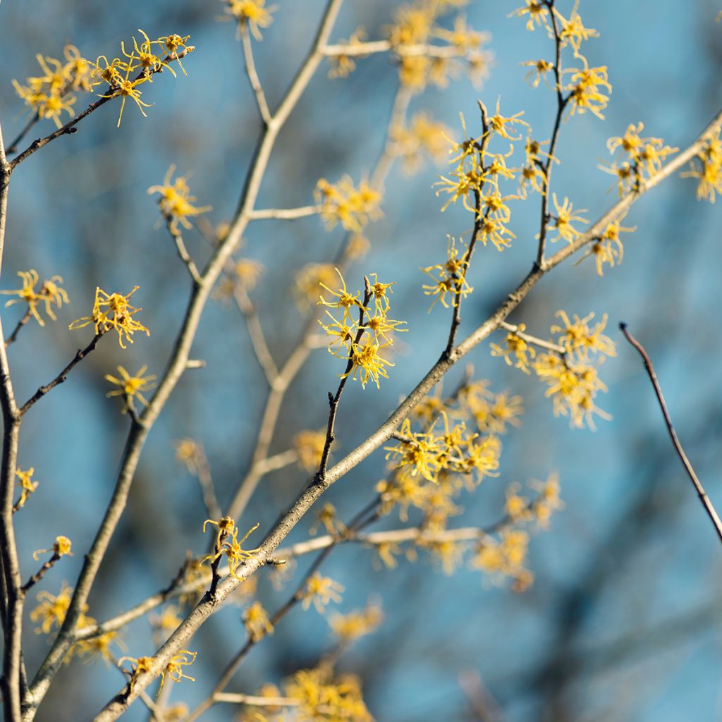 Virginische Zaubernuss - Hamamelis virginiana