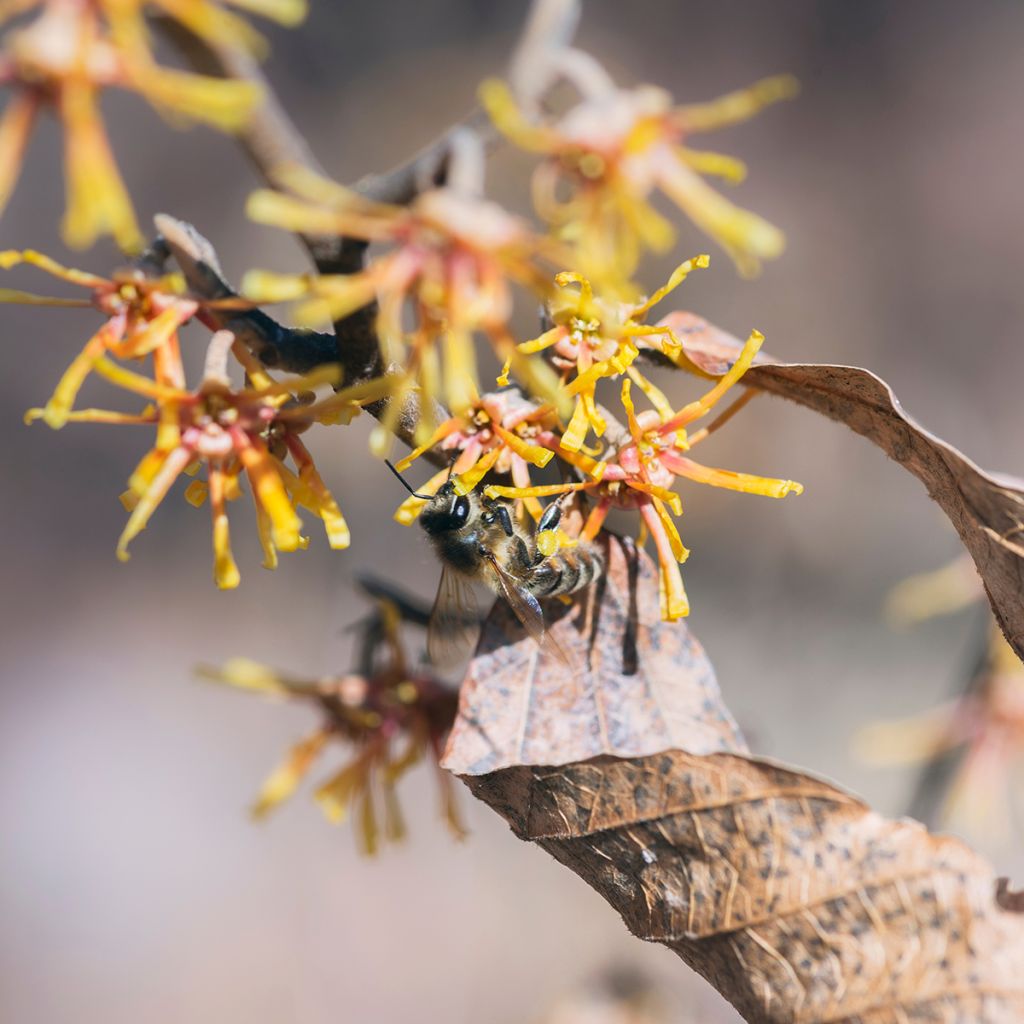 Virginische Zaubernuss - Hamamelis virginiana