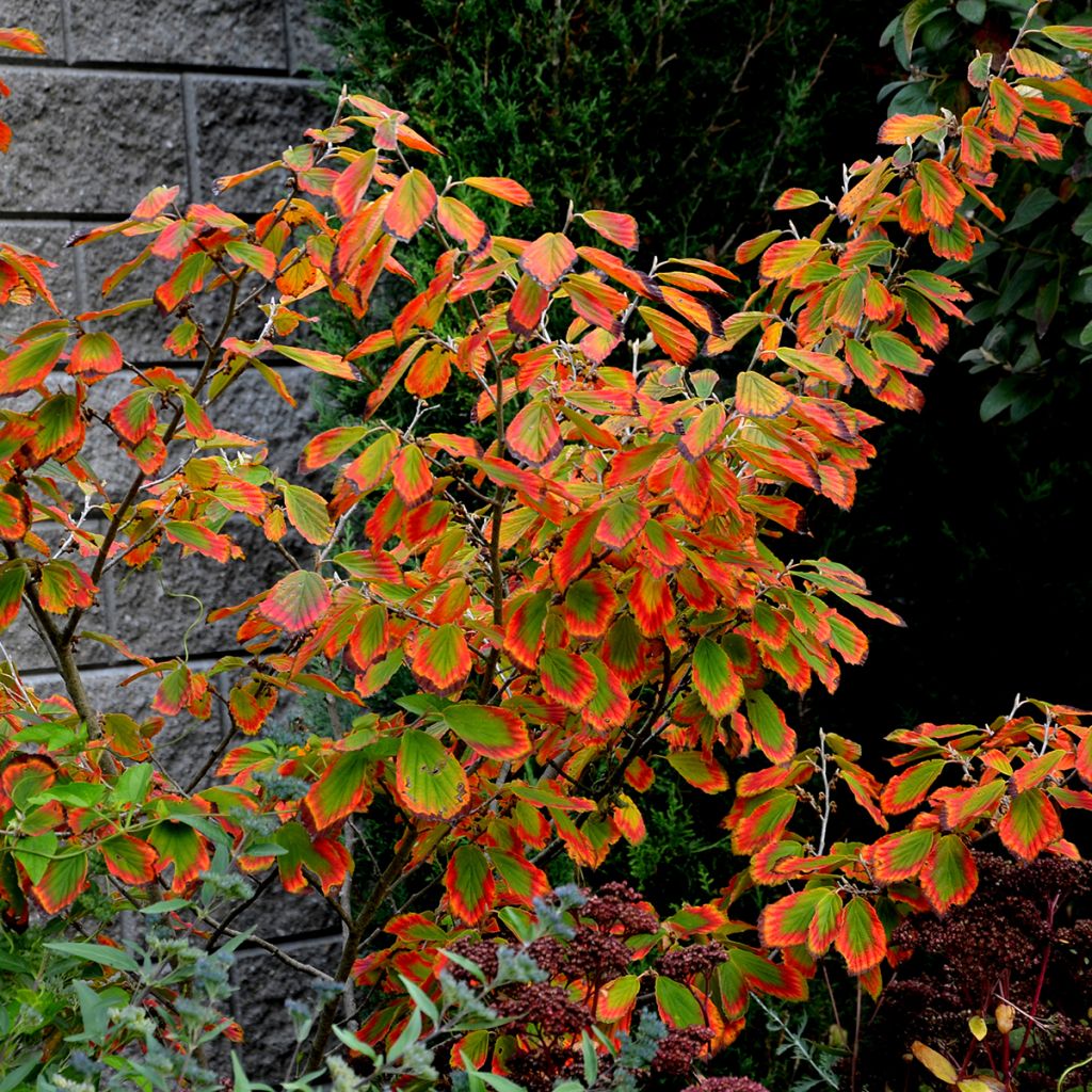 Virginische Zaubernuss - Hamamelis virginiana