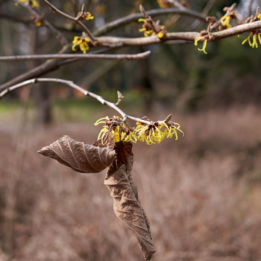 Virginische Zaubernuss - Hamamelis virginiana