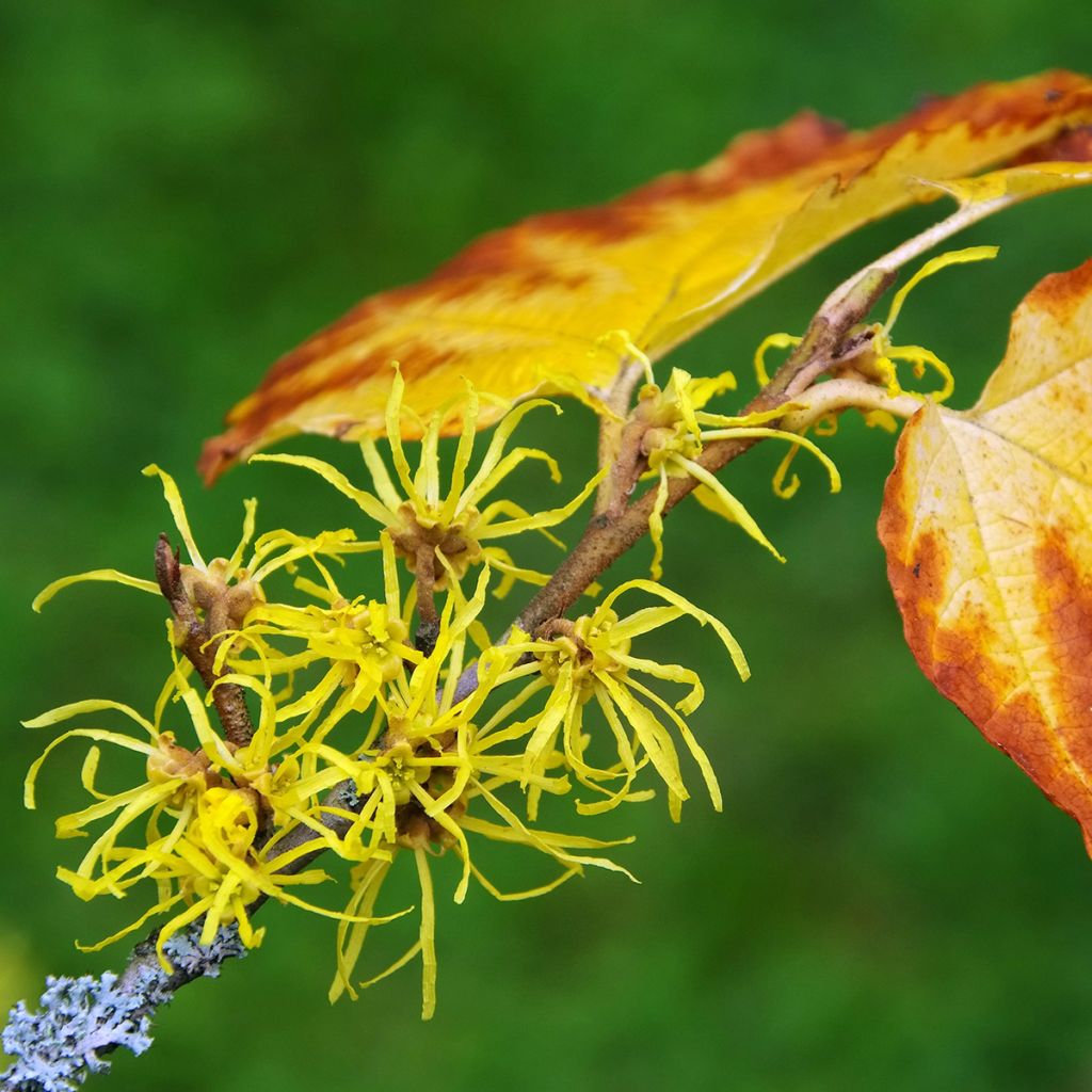 Virginische Zaubernuss - Hamamelis virginiana