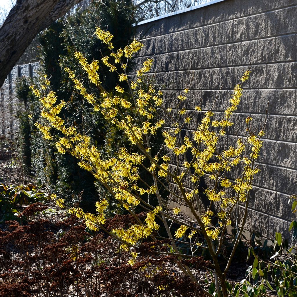 Virginische Zaubernuss - Hamamelis virginiana