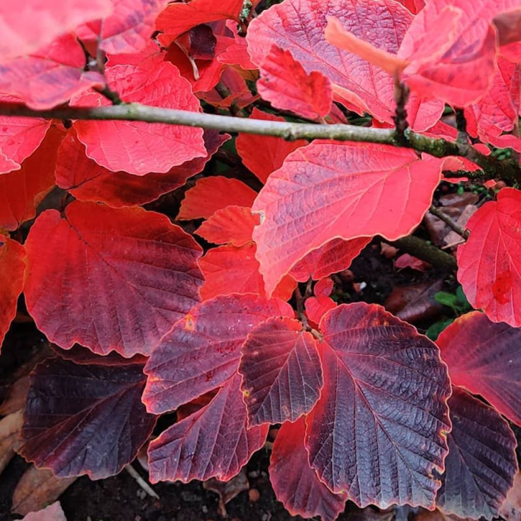 Zaubernuss Yamina - Hamamelis intermedia