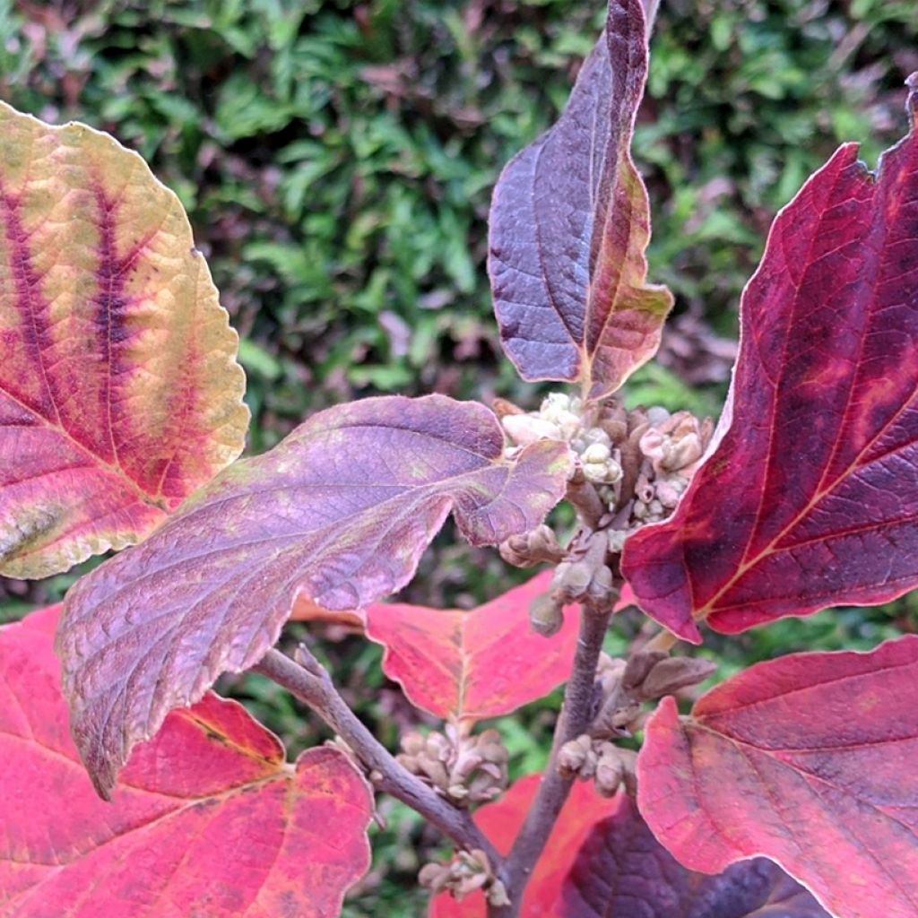 Zaubernuss Yamina - Hamamelis intermedia