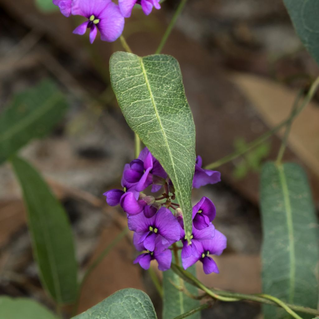 Hardenbergia violacea Meema - Purpurerbse