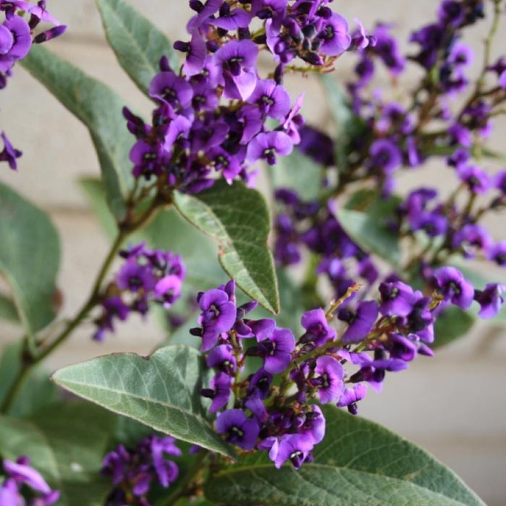 Hardenbergia violacea Regent