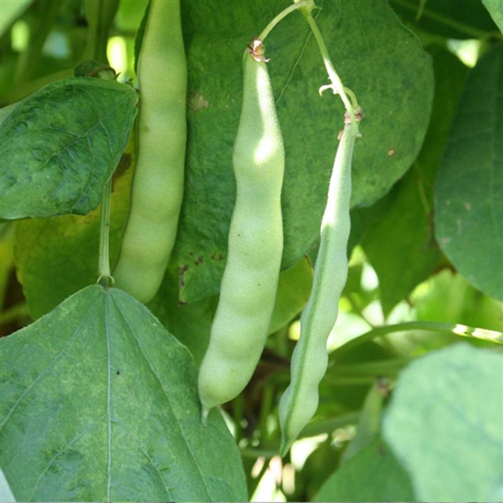 Stangenbohne Marconi a Grano Bianco Bio