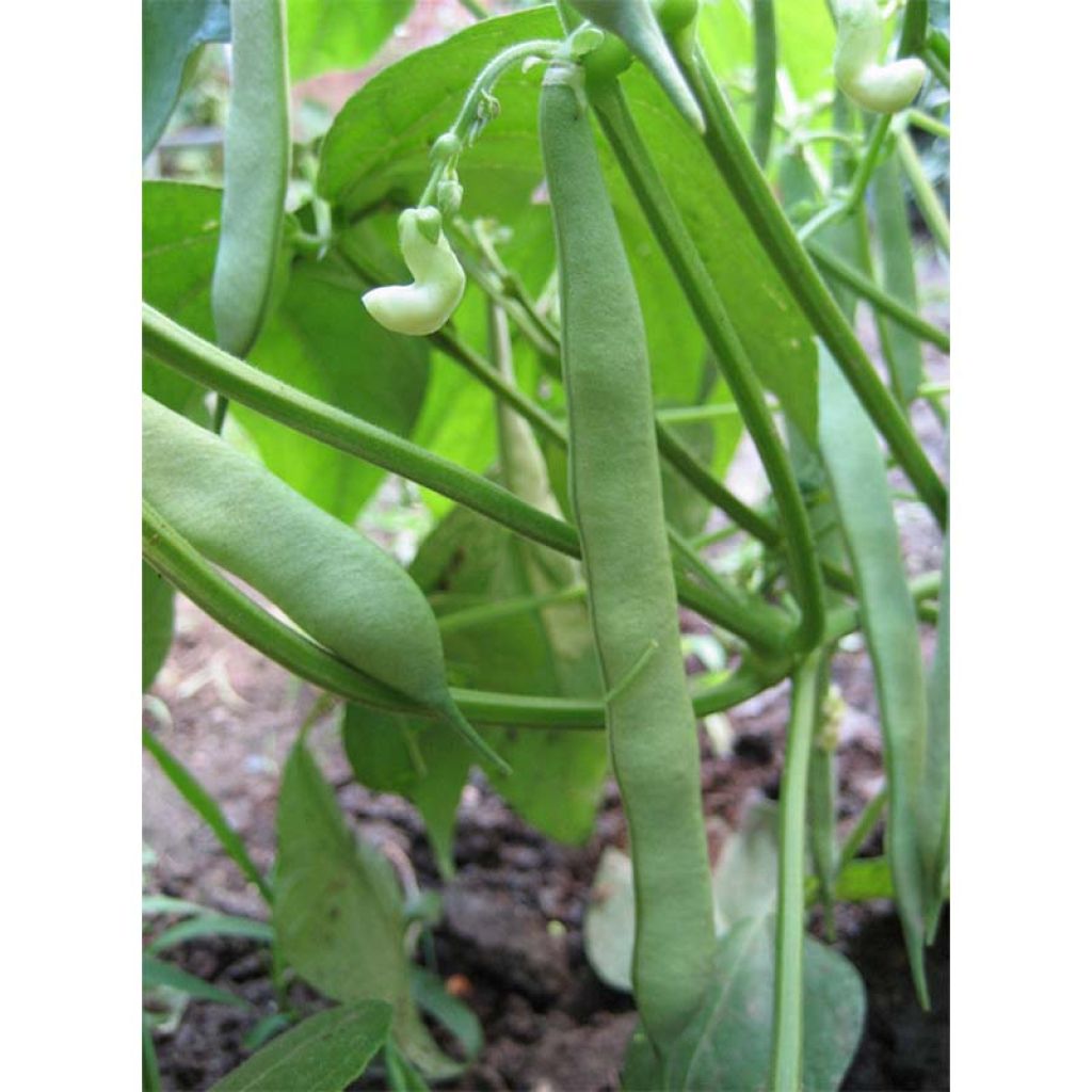 Haricot à rames mangetout Planeta (Haricot coco plat)