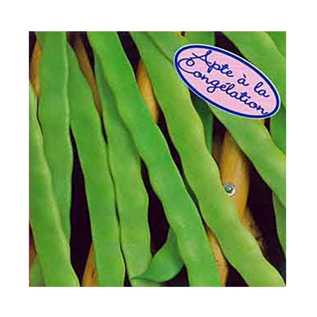 Haricot à rames mangetout Princess type Perle - Coco plat