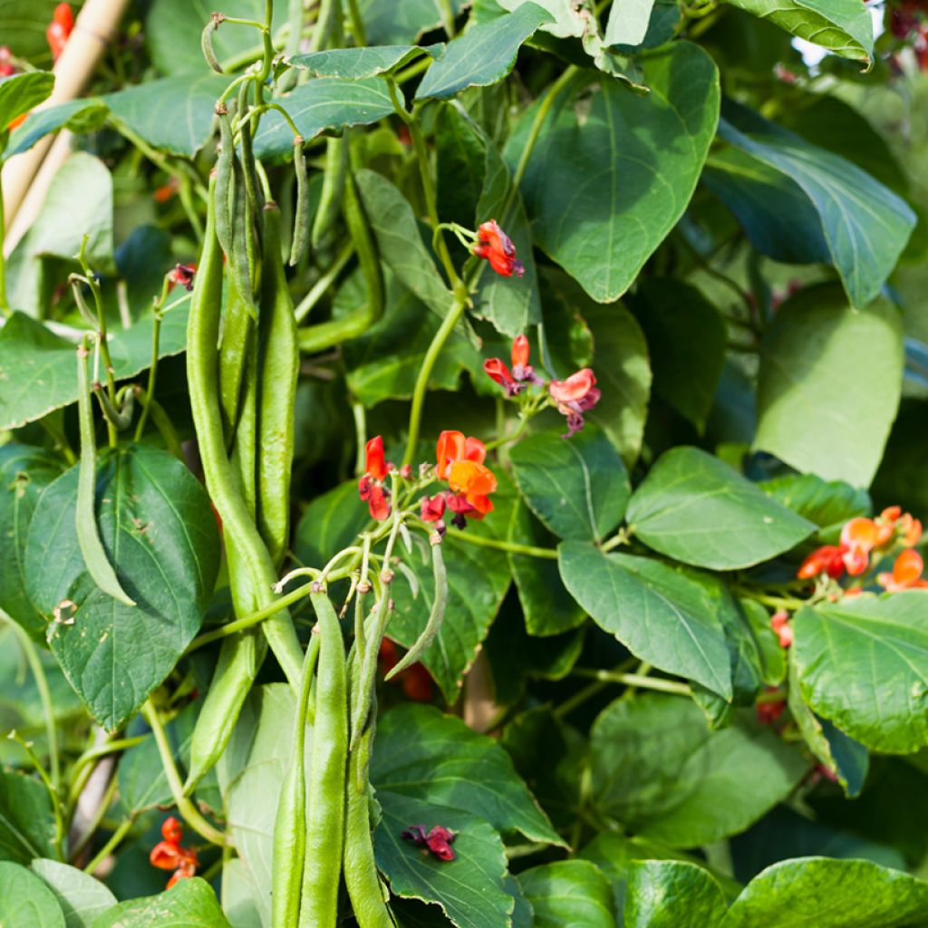 Feuerbohne Scarlet Emperor