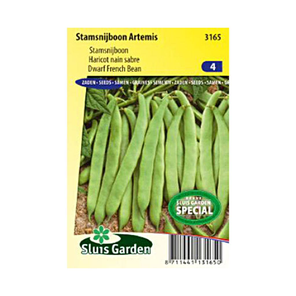 Haricot nain mangetout Artemis - Phaseolus vulgaris