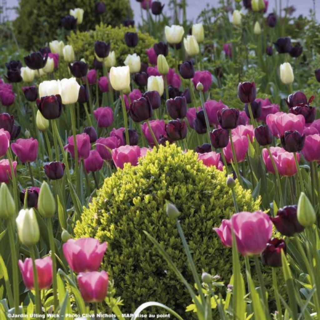 Harmonie der Tulpen Clair Obscur