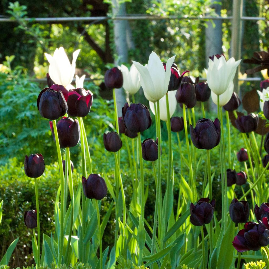 Harmonie von kontrastierenden Tulpen