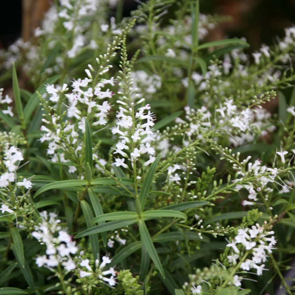 Hebe Kirkii - Strauchveronika