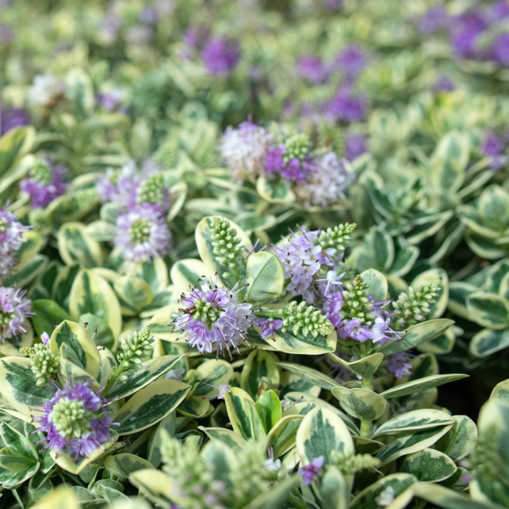 Hebe andersonii Variegata - Strauchveronika