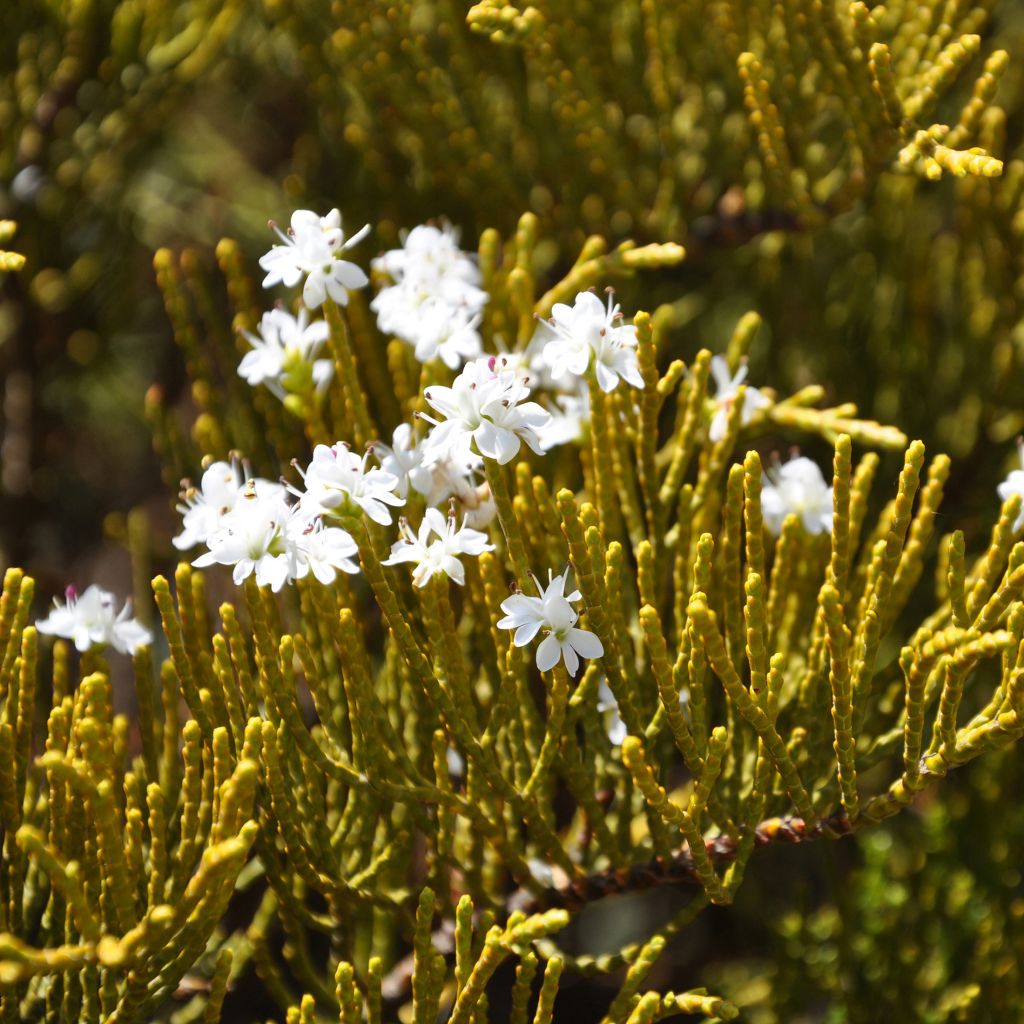 Hebe ochracea - Strauchveronika