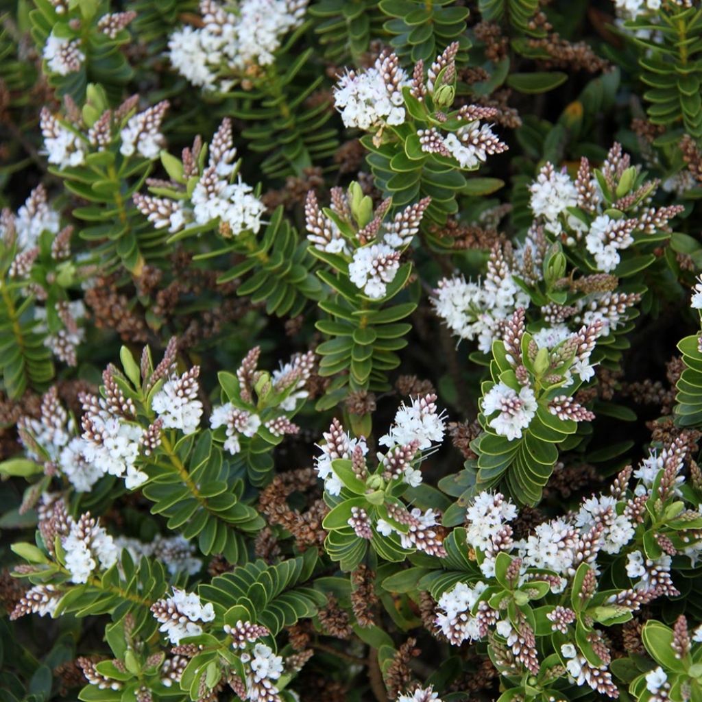 Hebe rakaiensis - Strauchveronika